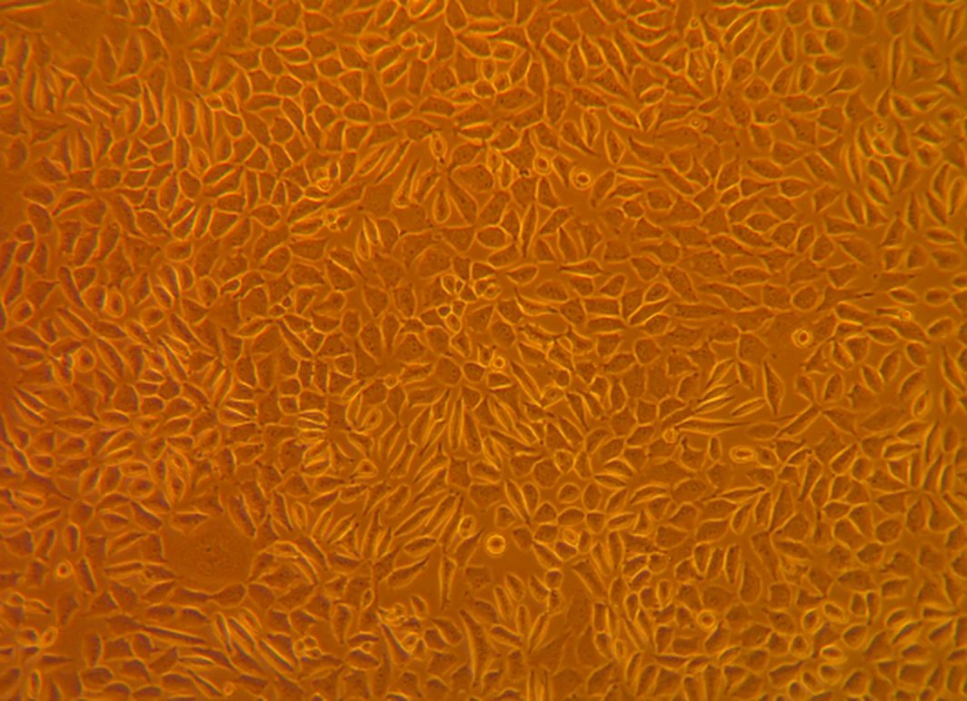Micrograph of cells exposed to Alpha Grey Resin: a healthy, confluent culture