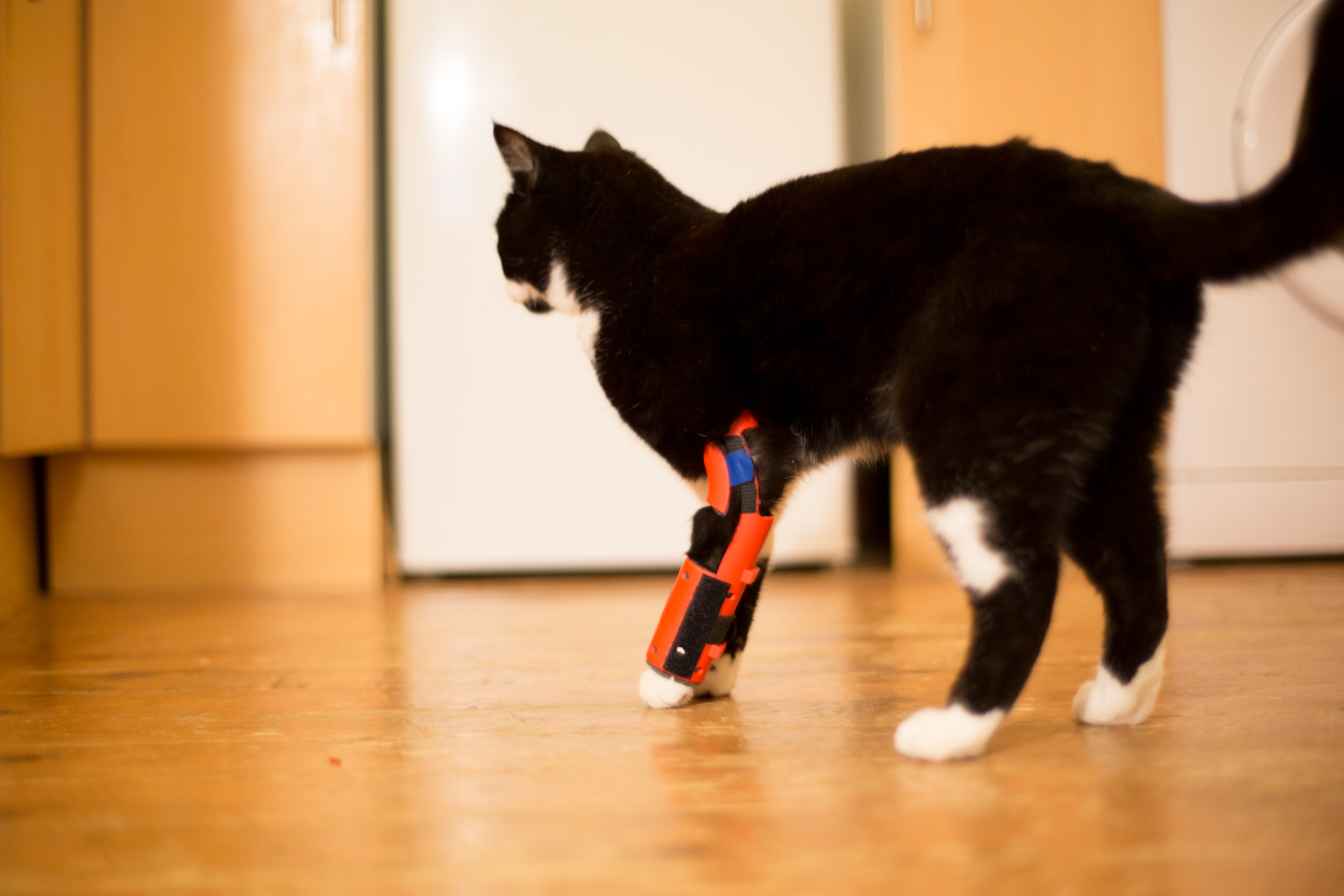 With 3D Printing This Cat May Be Able To Walk Again Formlabs