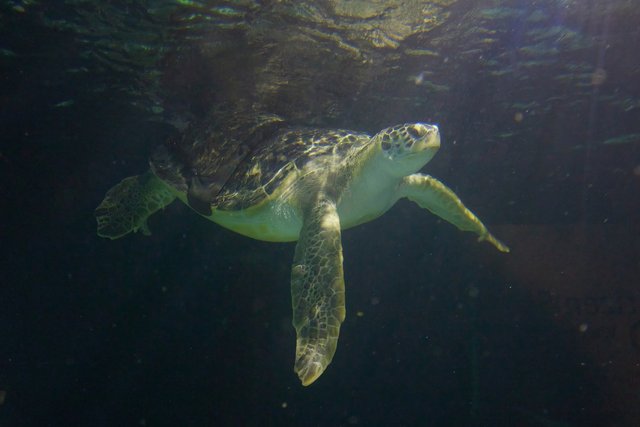 Henley Bubble - Sea Turtles